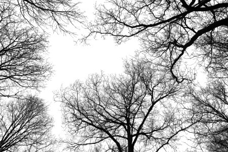 amsterdamse_bos_2009_2_02.jpg